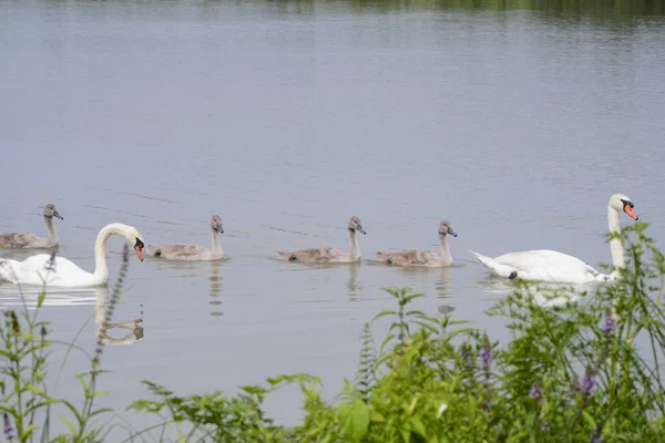 A FAMILY OF SWAN — Stock Photo, Image