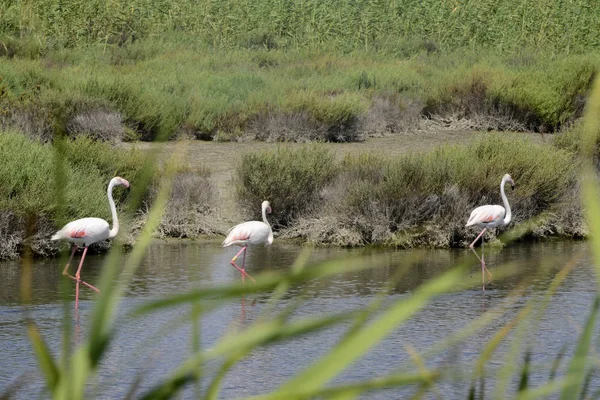 Flamingos i träsket — Stockfoto