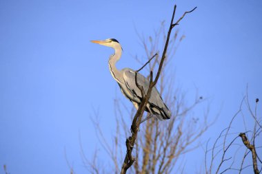 Ağaçtaki gri balıkçıl