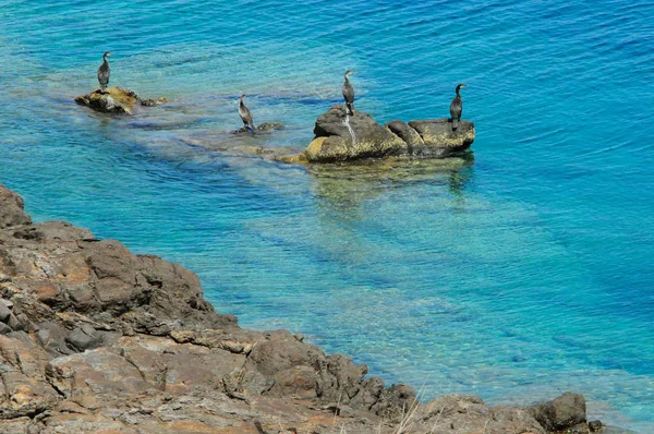 CORMORANTS ON THE ROCKS — Stock Photo, Image