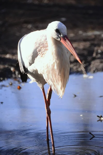 Una cigüeña blanca — Foto de Stock