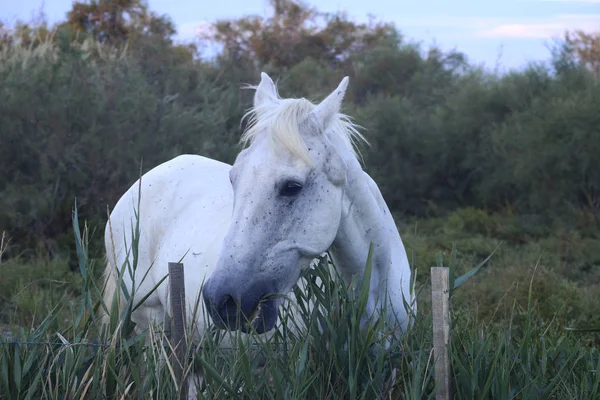 Biały Koń Okolicy — Zdjęcie stockowe
