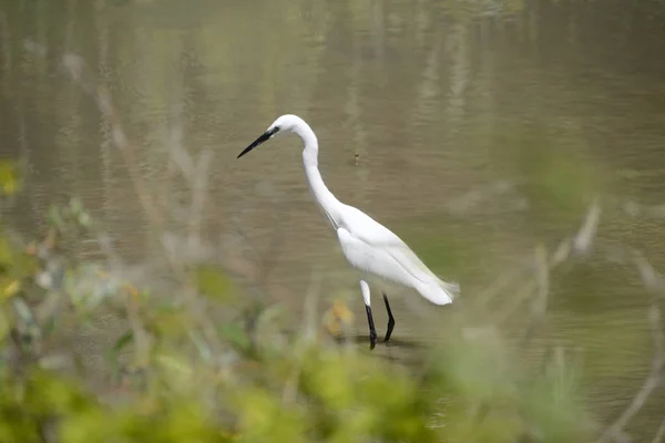 Vita Heron Vattnet Parken Floden Mincio Lombardiet Italien — Stockfoto