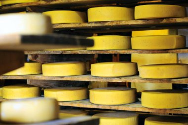 30-06-12 yüksek Sıradağlar, Veneto, İtalya'da bulunan bir mahzende terbiyeli peynirler