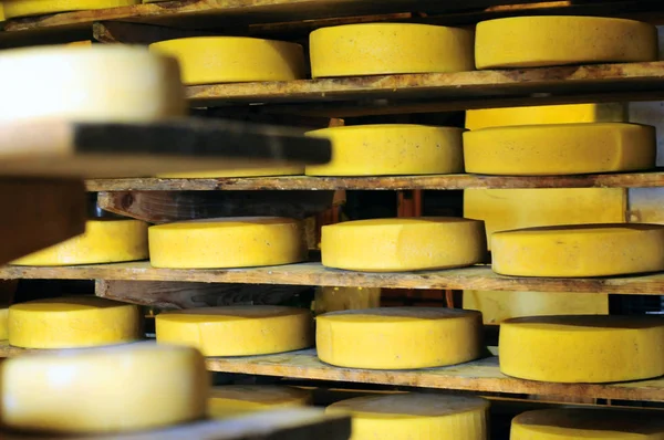 30-06-12 yüksek Sıradağlar, Veneto, İtalya'da bulunan bir mahzende terbiyeli peynirler