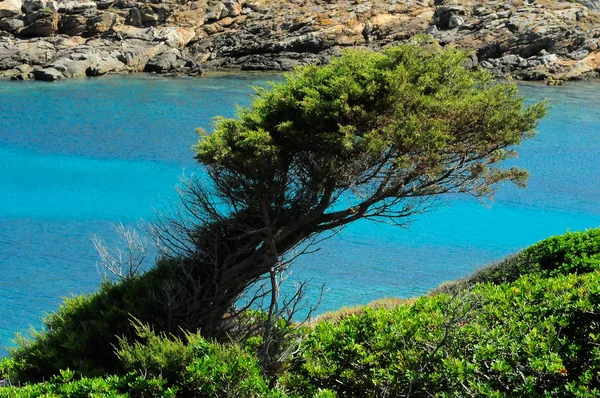 Árbol Parque Nacional Isla Asinara Cerca Isla Sardinia Italia —  Fotos de Stock
