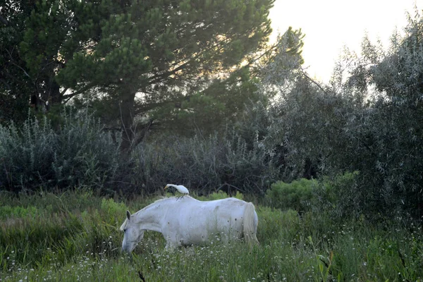 Saint Marie Mer Fransa Yakınlarındaki Camargue Beyaz — Stok fotoğraf