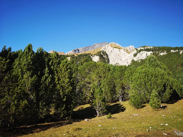 BLENIO, SWitzerland Vadisi 'ndeki Çam Ormanı, 13-10-19