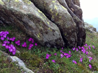 Piyanonun üstündeki dağdaki çiçekler, lombar, italyan, 01-06-14
