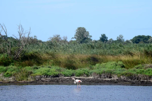 Flamingo Dans Eau Saint Marie Mer France — Photo