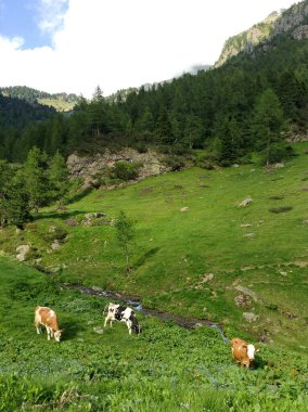 VALSUGANA, VENETO, İTALYA, 21-06-14 YAZINDA İÇİN OLACAK