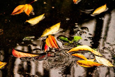 Kırmızı bir yaprak ağaçtan su birikintisine düştü.