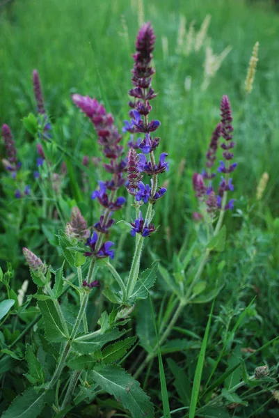 緑の芝生の野生のフィールドに咲く紫紫色のセージ 自然背景 家やオフィスのための壁紙 コピーペース — ストック写真