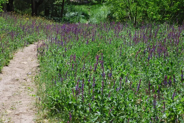 緑の芝生の野生のフィールドに咲く紫紫色のセージ 自然背景 家やオフィスのための壁紙 コピーペース — ストック写真