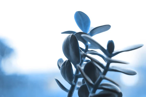Mooie sappige geldboom in klassieke blauwe kleur van het jaar 2020, natuurlijke achtergrond, wenskaart, reclame . — Stockfoto