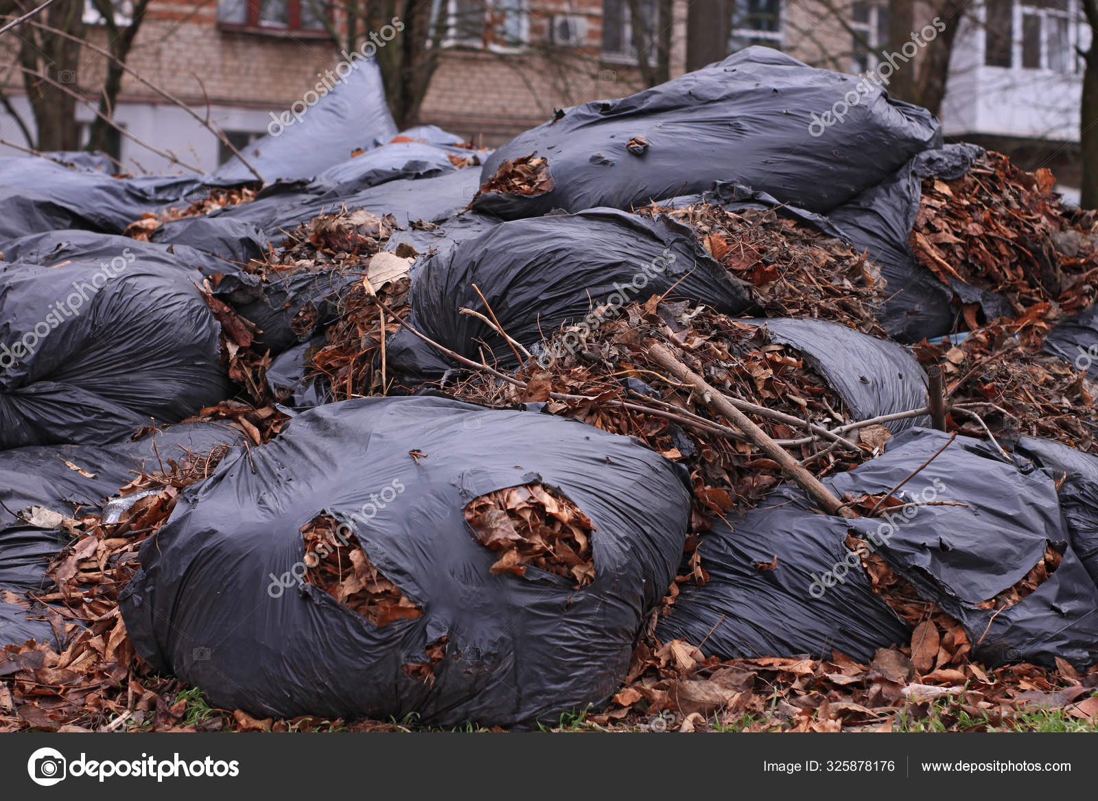 Large overflowing black trash bags full of raked up dry tree