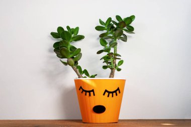 Portakal kabında sulu bitki. Yeşil boynuzları olan yaratıcı ren geyikleri. Minimalist ev dekorasyonu, şehir ormanı.