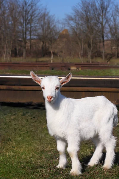 Biały Koziołek Trawniku Zieloną Trawą Słoneczny Dzień Cute Dziecko Zwierzę — Zdjęcie stockowe