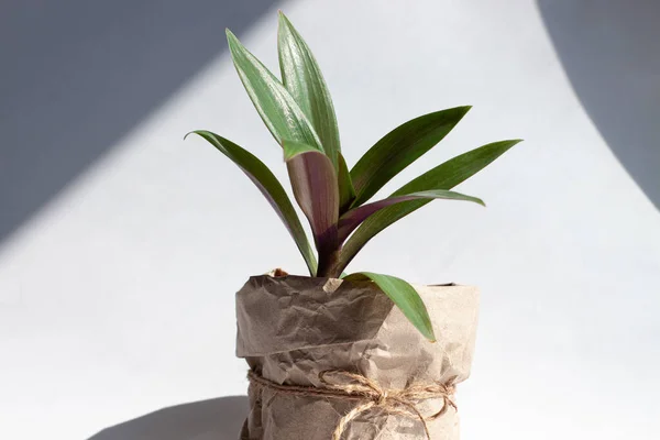 stock image Urban jungle gardening concept. Houseplant Tradescantia in a pot wrapped in kraft paper. Arrangement at window in living room, natural sunlight shadows. Interior design and styling indoor green plants