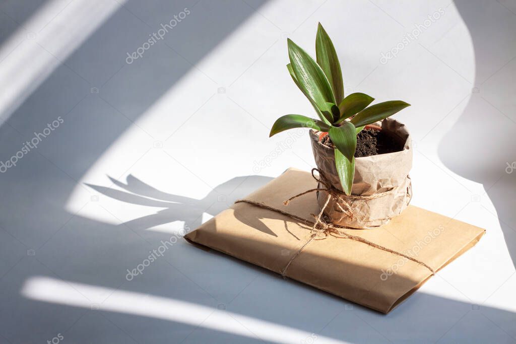 Urban jungle gardening concept. Houseplant Tradescantia pot wrapped in kraft paper with package. Arrangement at window in living room, natural sunlight shadows. Interior design, styling green plants.