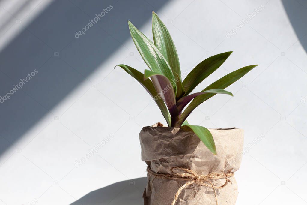 Urban jungle gardening concept. Houseplant Tradescantia in a pot wrapped in kraft paper. Arrangement at window in living room, natural sunlight shadows. Interior design and styling indoor green plants