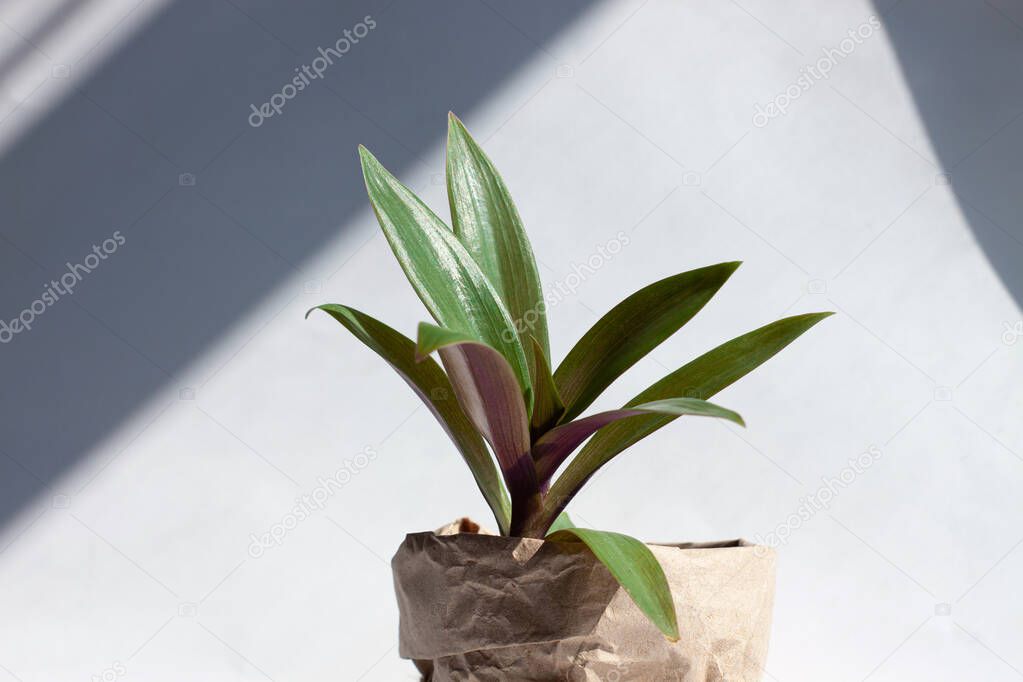 Urban jungle gardening concept. Houseplant Tradescantia in a pot wrapped in kraft paper. Arrangement at window in living room, natural sunlight shadows. Interior design and styling indoor green plants