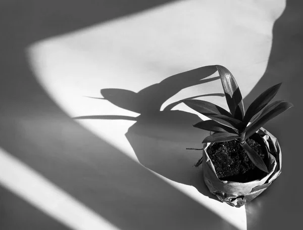 Houseplant Tradescantia Pot Wrapped Paper Black White Colors Urban Jungle — Stock Photo, Image