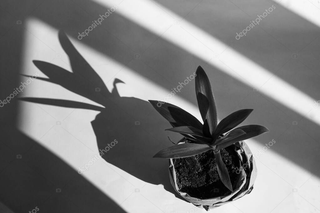 Houseplant Tradescantia in a pot wrapped in paper in black and white colors. Urban jungle, home gardening concept. Creative photo with natural sunlight shadows. Interior design,styling indoor plants.