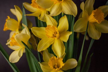 Siyah arka planda sarı nergis buketi. Bahar çiçekleri yeşil yapraklar, Paskalya tebrik kartları, tatil web sitesi afişleri, modern tarz. Karanlık ve karamsar doğa yakın çekim başlığı.