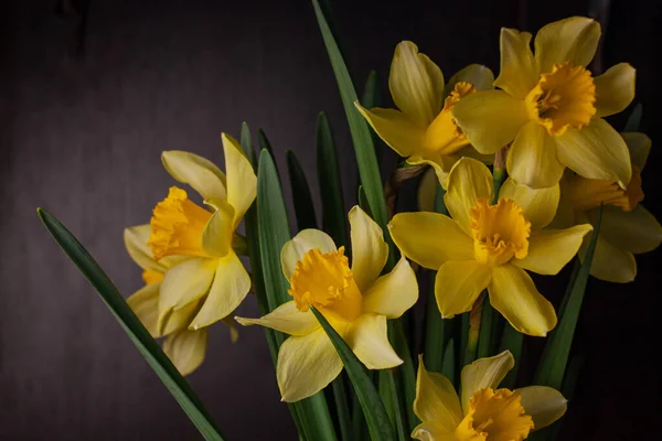 Bukiet Żółtych Żonkili Czarnym Tle Wiosna Kwitnące Żółte Kwiaty Zielone — Zdjęcie stockowe