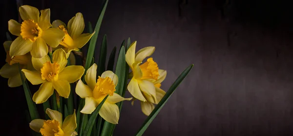 Strauss Aus Gelben Narzissen Auf Schwarzem Hintergrund Frühling Blühende Gelbe — Stockfoto