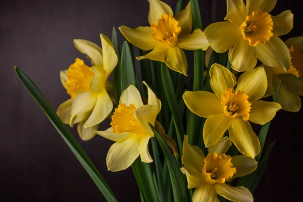 Ramo Narcisos Amarillos Sobre Fondo Negro Flores Amarillas Florecientes Primavera — Foto de Stock