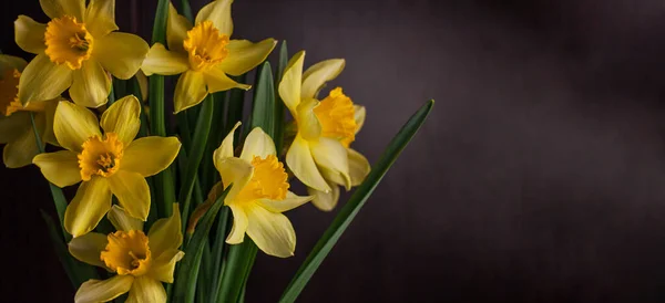 Strauss Aus Gelben Narzissen Auf Schwarzem Hintergrund Frühling Blühende Gelbe — Stockfoto