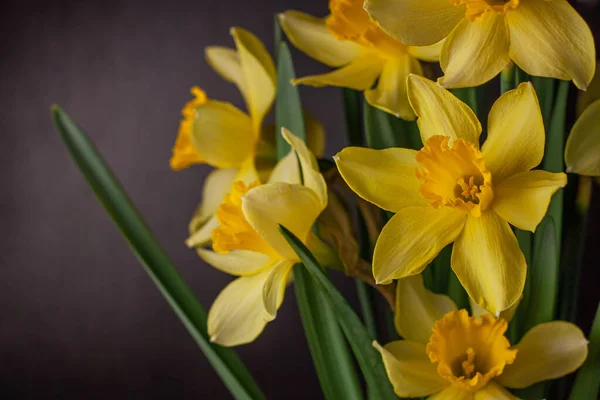 Bukiet Żółtych Żonkili Czarnym Tle Wiosna Kwitnące Żółte Kwiaty Zielone — Zdjęcie stockowe