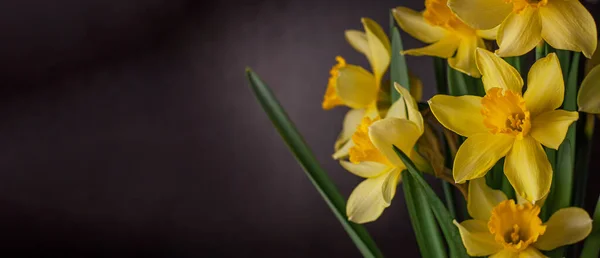 Sárga Nárcisz Csokor Fekete Alapon Tavaszi Virágzó Sárga Virágok Zöld — Stock Fotó