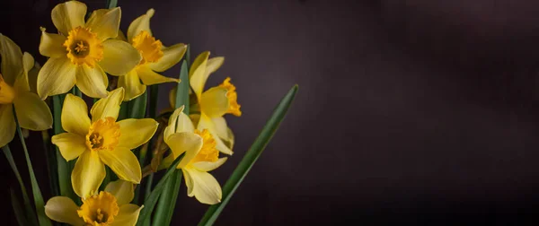 Strauss Aus Gelben Narzissen Auf Schwarzem Hintergrund Frühling Blühende Gelbe — Stockfoto