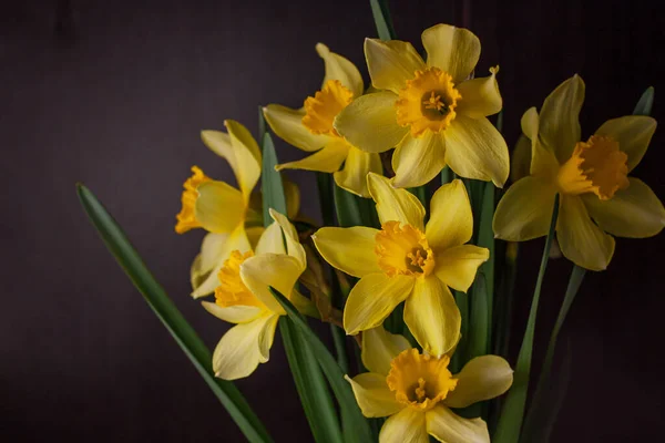 Strauss Aus Gelben Narzissen Auf Schwarzem Hintergrund Frühling Blühende Gelbe — Stockfoto