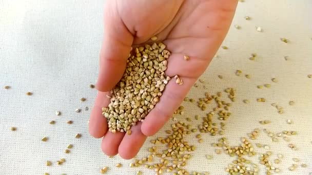 Kvinnlig Hand Häller Grönt Bovete Slow Motion Torra Fullkorn Superfood — Stockvideo