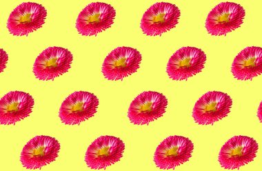 Papatya çiçekleri sarı arka planda düzenli desen. Pembe İngiliz Bellis perennis veya Bellasima gülü. Mevsimlik çiçek açan duvar kağıtları. Canlı kırmızı magenta rengi. Bahar, yaz, Paskalya konsepti düzlük, üst manzara