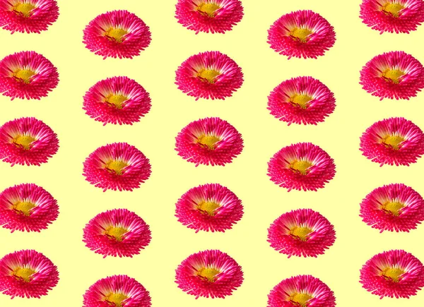 Fiori Margherita Modello Regolare Sfondo Giallo Rosa Inglese Bellis Permbh — Foto Stock