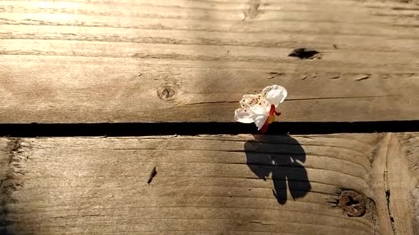 Flor Albaricoque Blanco Balanceándose Del Viento Soplan Mesa Madera Jardín — Vídeo de stock