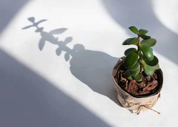 Concepto Jardinería Urbana Selva Houseplant Árbol Dinero Una Olla Envuelta — Foto de Stock