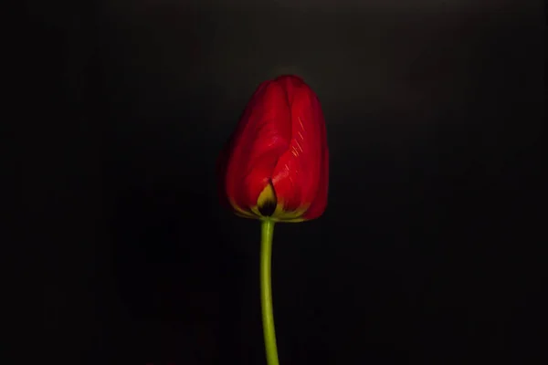 Close Tulipa Vermelha Florescendo Incrível Fundo Preto Moody Escuro Baixo — Fotografia de Stock
