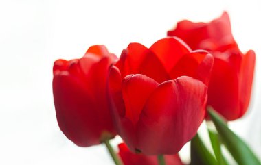 Çiçek açan muhteşem kırmızı lale buketini vazoda, penceresinde güneş ışığı olan, seçici odaklı vazoda kapat. Parlak yüksek çiçekli, dikey afiş, tebrik kartı. İç Tasarım Minimalizm Biçimi.