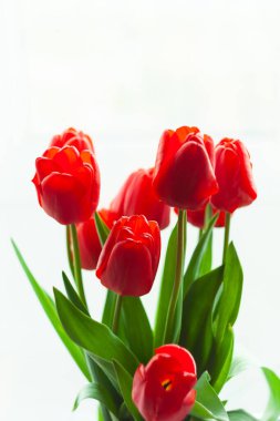 Çiçek açan muhteşem kırmızı lale buketini vazoda, penceresinde güneş ışığı olan, seçici odaklı vazoda kapat. Parlak yüksek çiçekli, dikey afiş, tebrik kartı. İç Tasarım Minimalizm Biçimi.