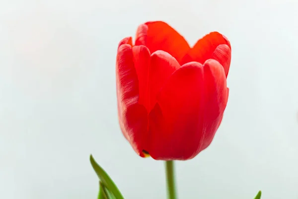 Закрыть Один Красный Тюльпан Светлом Фоне Amazing Blooming Flower Natural — стоковое фото