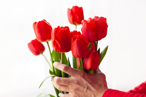 Blooming bouquet of amazing red tulips in male hands with natural sunlight on a window,selective focus.Bright high key flowers horizontal banner,greeting card.Interior Design romantic minimalism style