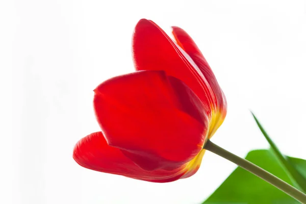 Primer Plano Del Tulipán Rojo Con Hojas Verdes Sobre Fondo — Foto de Stock