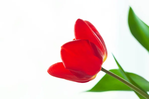 Закрыть Красный Тюльпан Зелеными Листьями Светлом Фоне Amazing Blooming Flower — стоковое фото