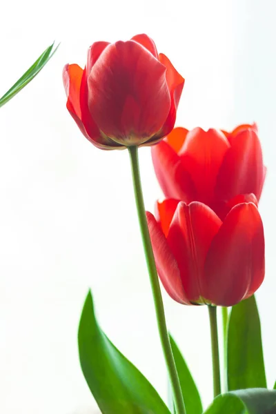 Close Blooming Bouquet Amazing Red Tulips Green Leaves Natural Sunlight — стоковое фото